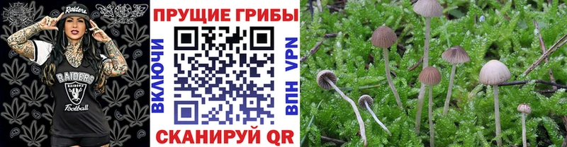 Галлюциногенные грибы Psilocybine cubensis  Чулым 